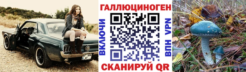 Псилоцибиновые грибы Cubensis  наркота  mega вход  Малгобек 